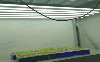 UV紫外線照射實驗：植物如何應(yīng)對自然環(huán)境中的紫外線威脅？